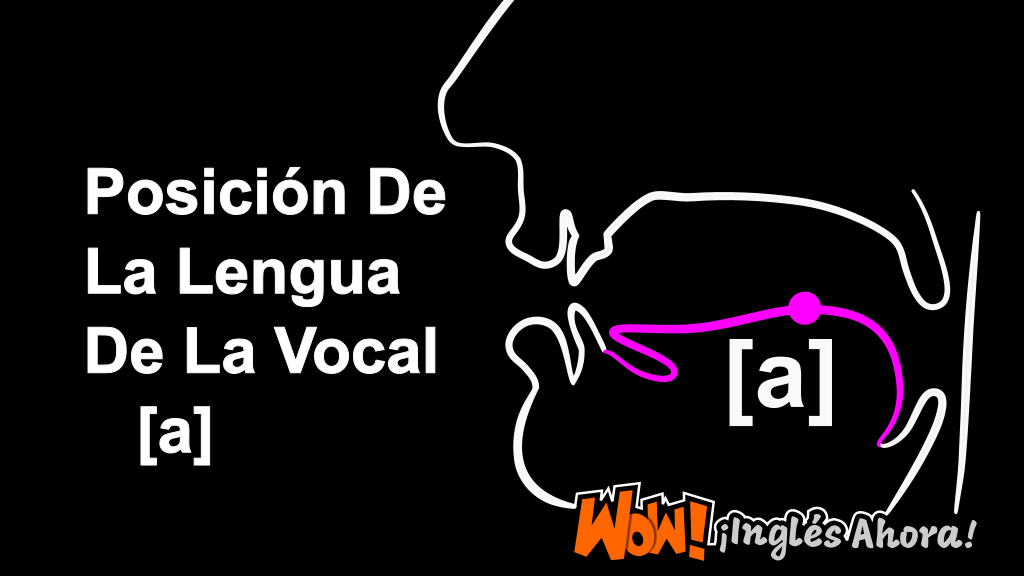 La Posición Relativa De La Lengua En La Boca Al Producir La Vocal [a].