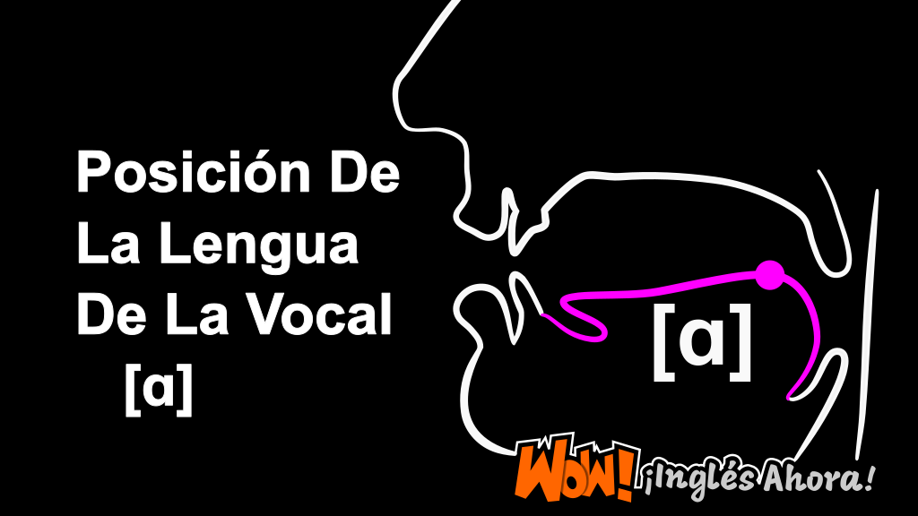 La Posición Relativa De La Lengua En La Boca Al Producir La Vocal [ɑ].