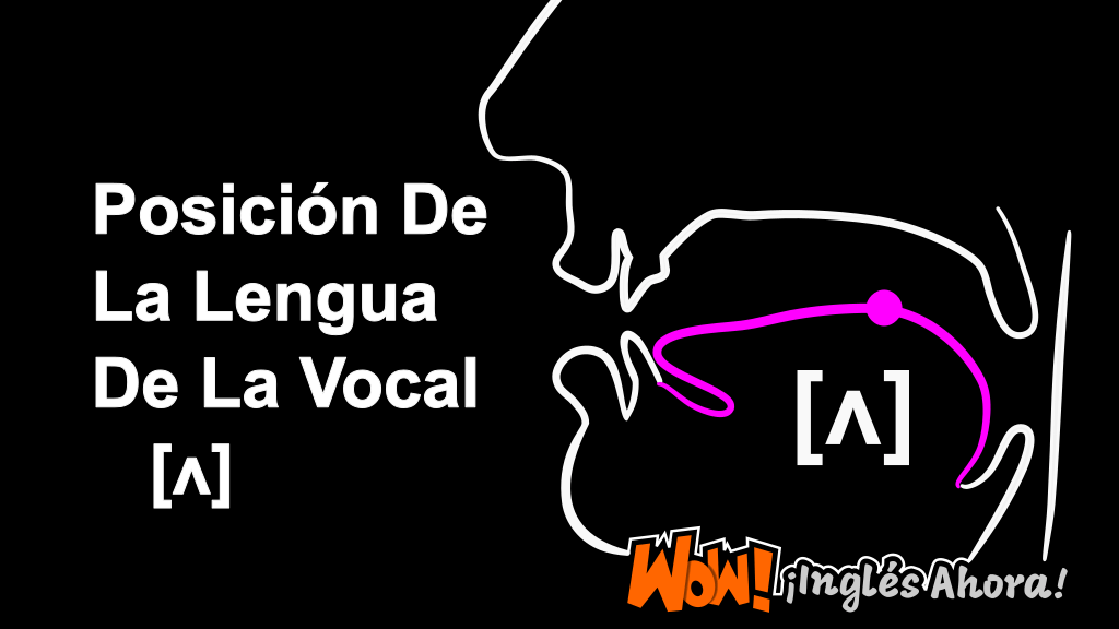 La Posición Relativa De La Lengua En La Boca Al Producir El Fonema [ʌ].