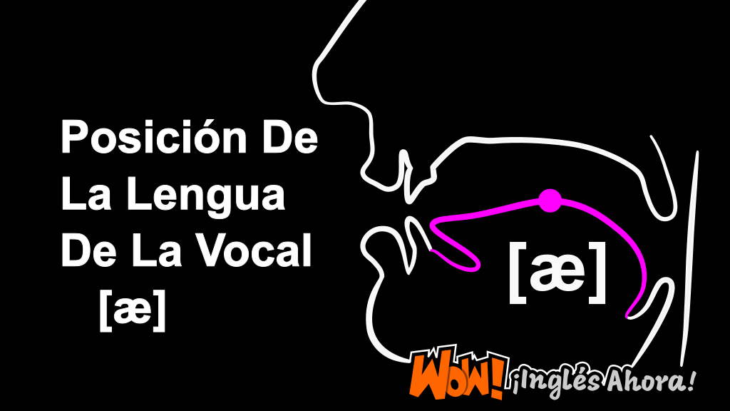 La Posición Relativa De La Lengua En La Boca Al Producir La Vocal [æ].