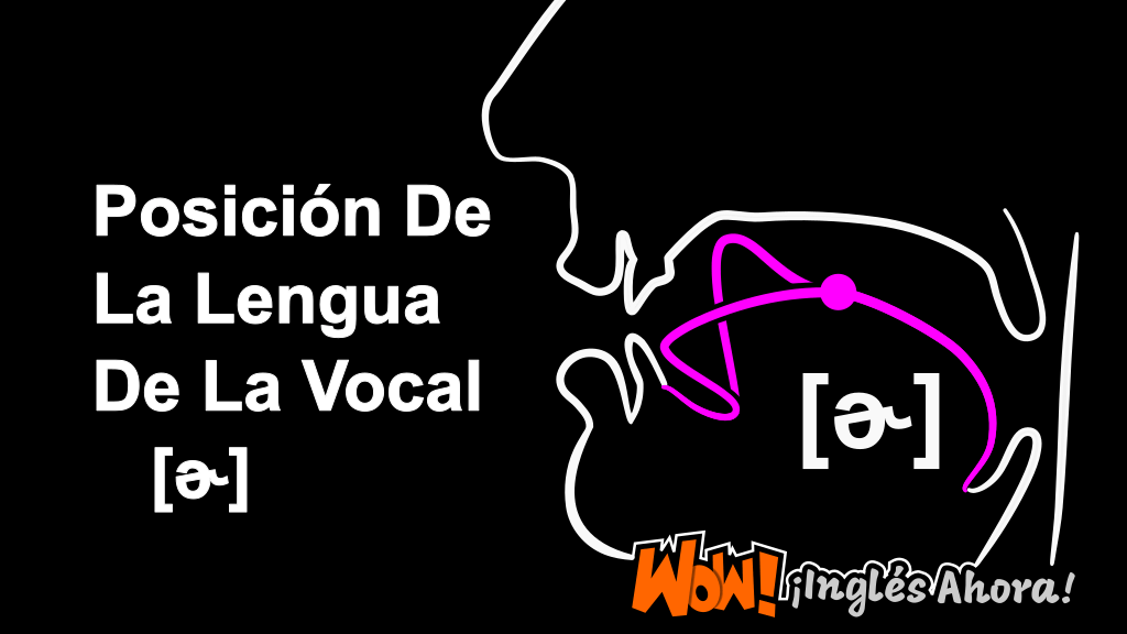 La Posición Relativa De La Lengua En La Boca Al Producir La Vocal [ɚ].