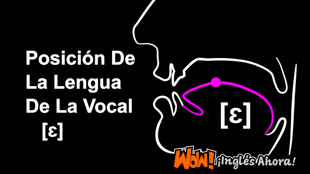 La Posición Relativa De La Lengua En La Boca Al Producir La Vocal [ɛ].