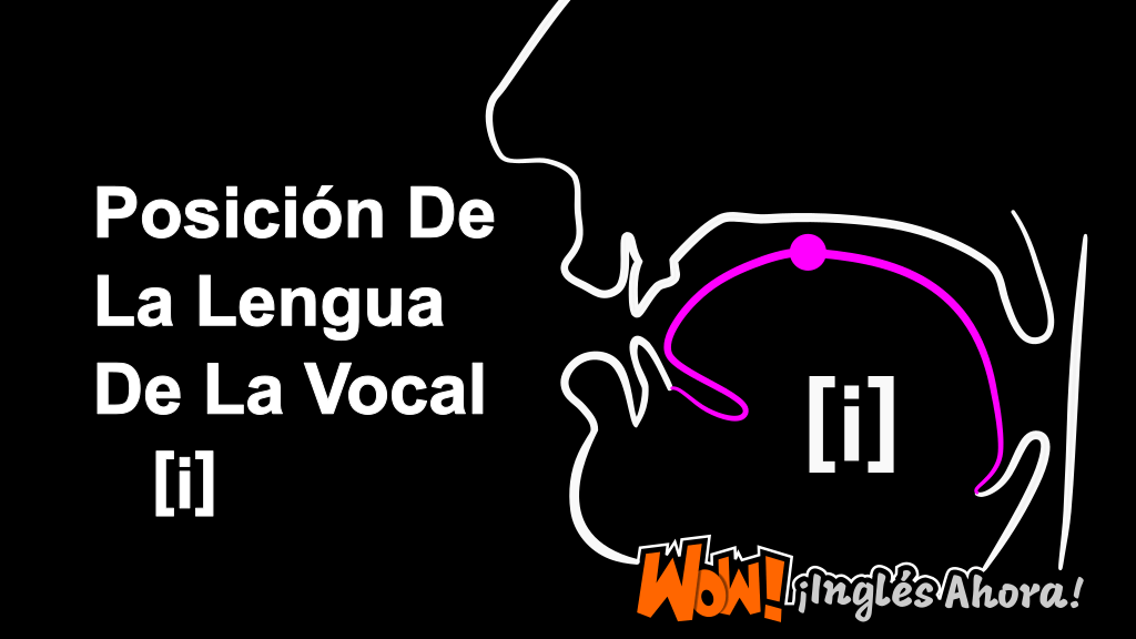 La Posición Relativa De La Lengua En La Boca Al Producir El Fonema [i].