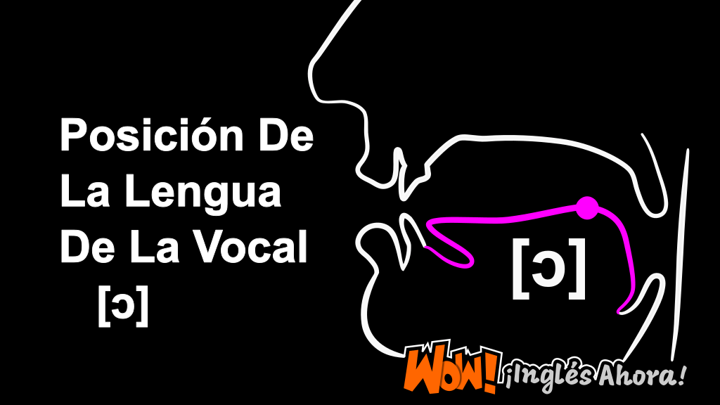 La Posición Relativa De La Lengua En La Boca Al Producir El Fonema [ɔ].