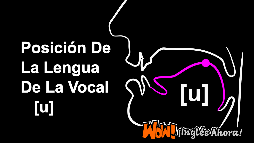 La Posición Relativa De La Lengua En La Boca Al Producir El Fonema [u].