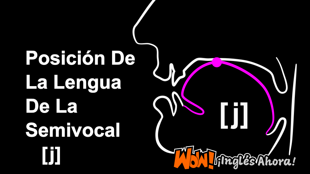 La Posición Relativa De La Lengua En La Boca Al Producir La Semivocal [j].